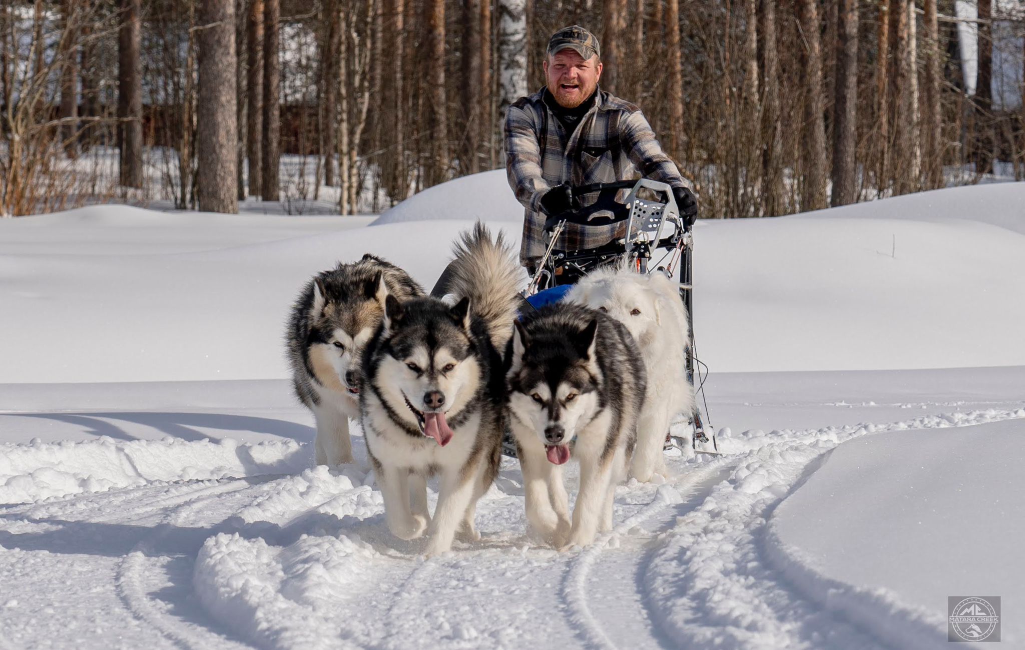 Old dairy trail extended dog sledding journey in Lapland